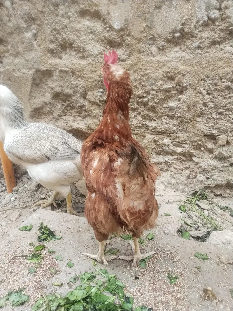 Top Quality Hen's — photo 3