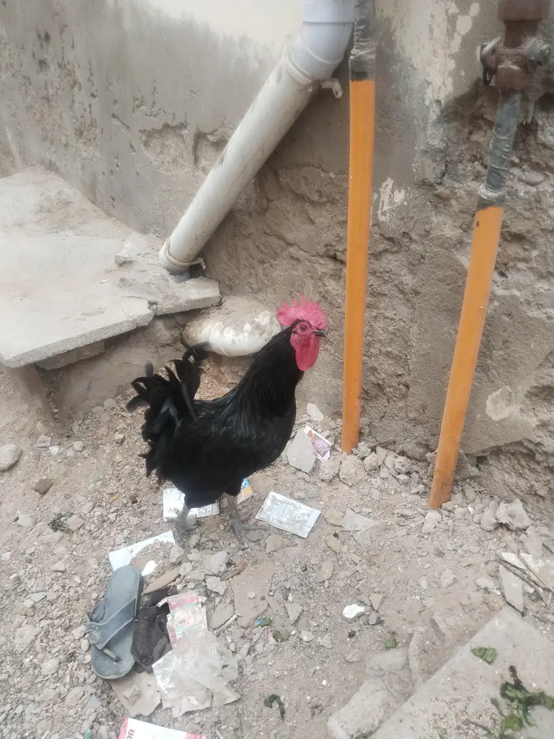 Top Quality Hen's — photo 4