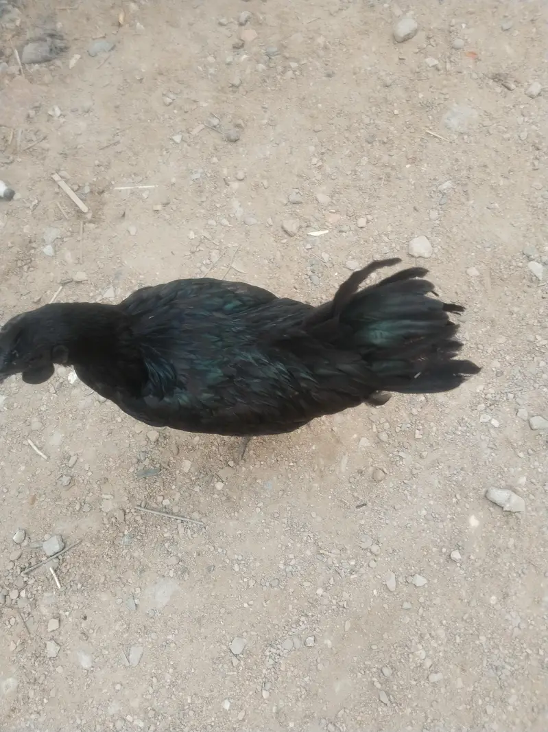 Top Quality Hen's — photo 5