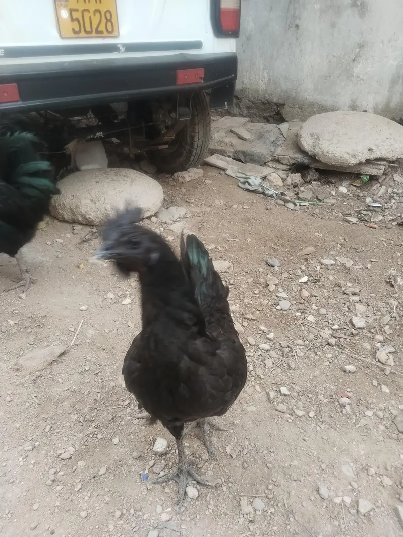 Top Quality Hen's — photo 6