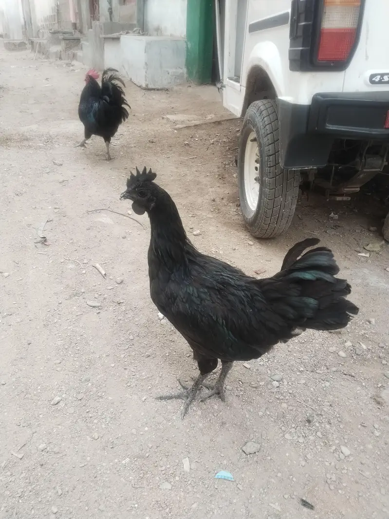 Top Quality Hen's — photo 7