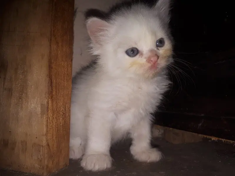 Kittens for sale — photo 2