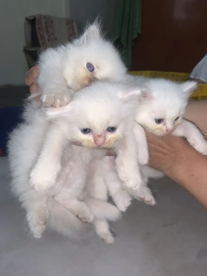 Kittens for sale — photo 3