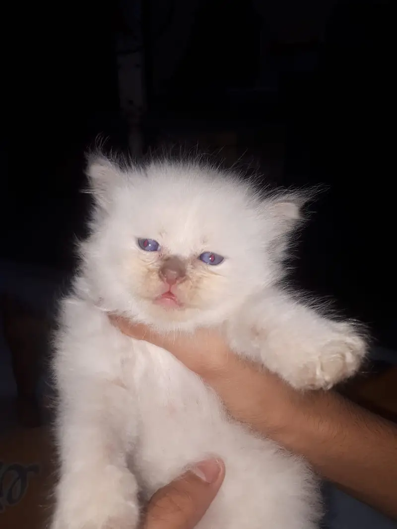 Kittens for sale — photo 4