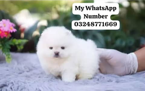 Pomeranian puppies for sale 2 month age