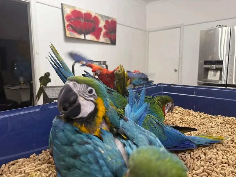 blue macaw parrot chicks for sale (03098424950) — photo 3