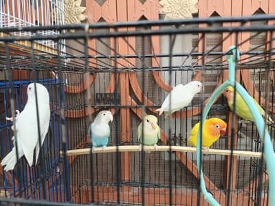 Beautiful and Healthy Lovebirds Setup for Sale (Total 18 Birds)
