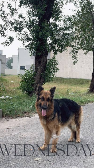 GSD BREEDER FEMALE