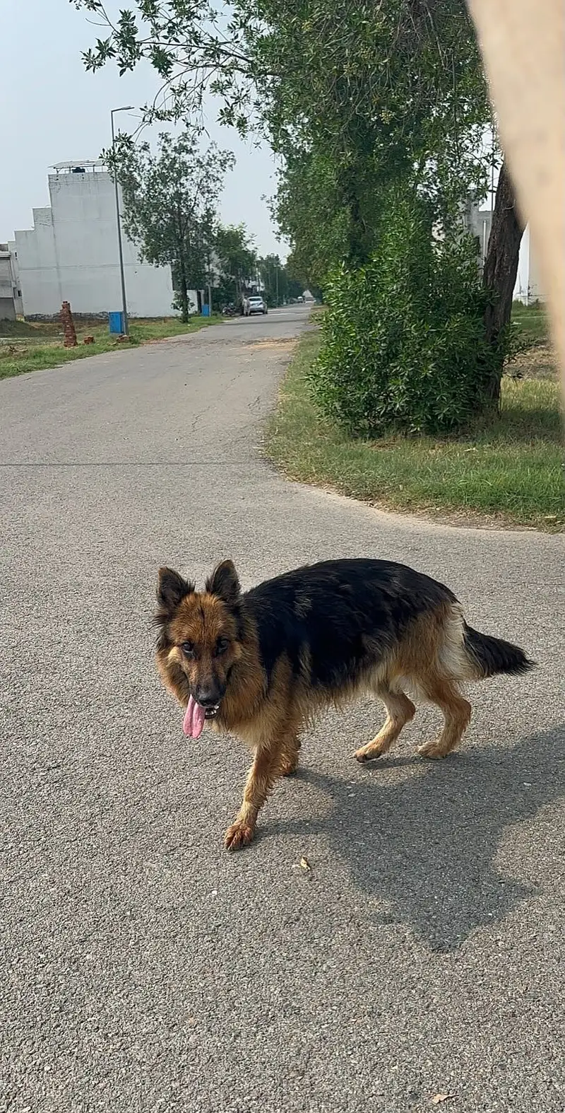 GSD BREEDER FEMALE — photo 2