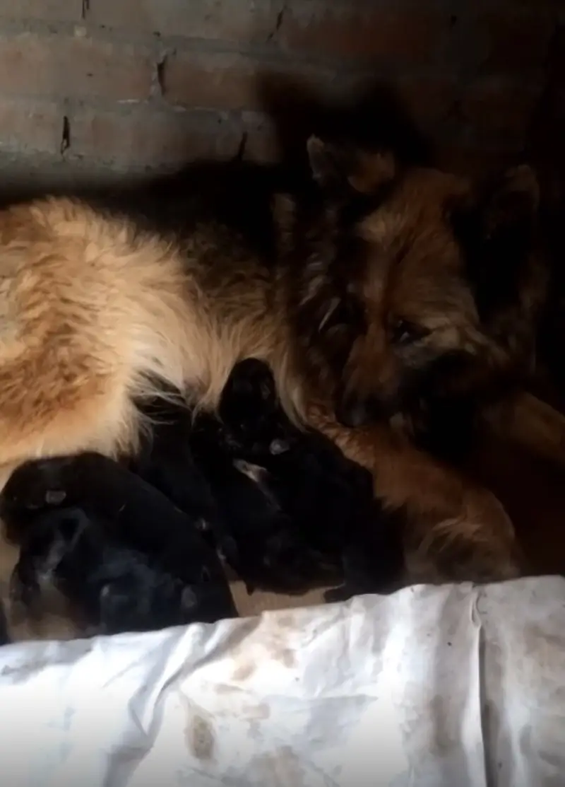 GSD BREEDER FEMALE — photo 3
