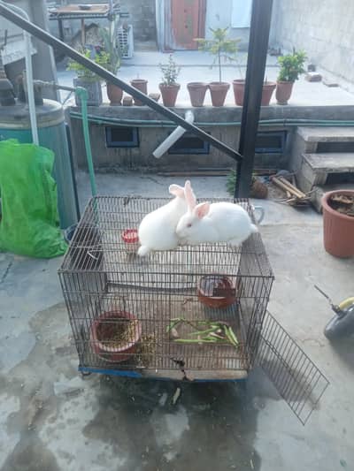 rabbit newzeland red eye for sail