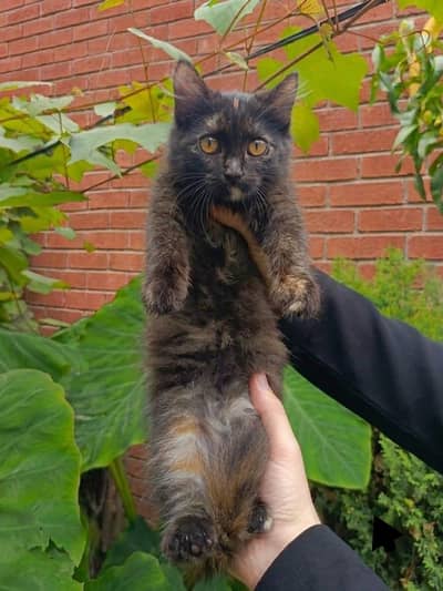 kitten for sale