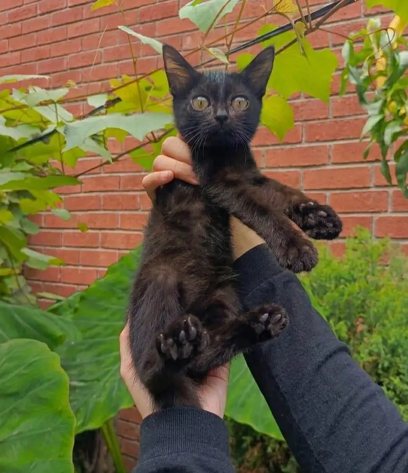 kitten for sale — photo 2