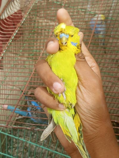 sab for sale he rabta kare inshallah apko prices munasib Lage gi