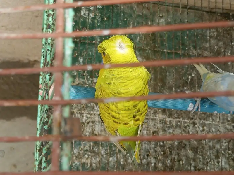 sab for sale he rabta kare inshallah apko prices munasib Lage gi — photo 2