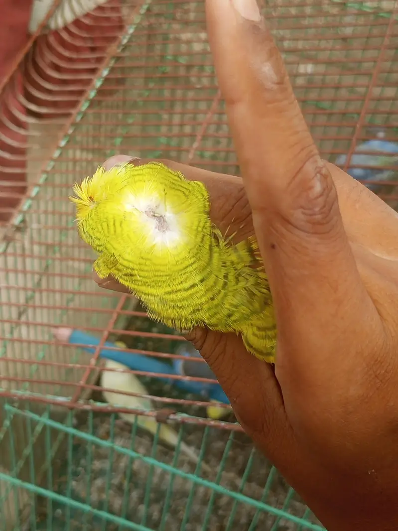 sab for sale he rabta kare inshallah apko prices munasib Lage gi — photo 3