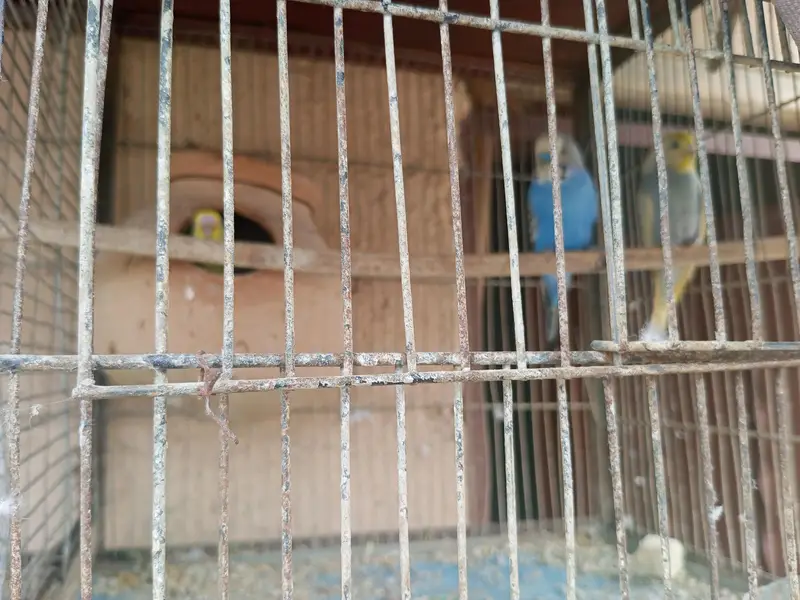 sab for sale he rabta kare inshallah apko prices munasib Lage gi — photo 9