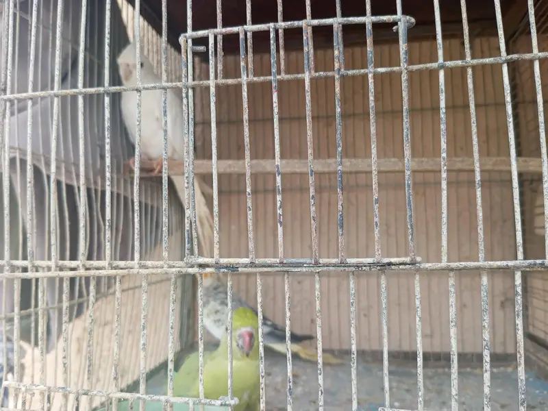 sab for sale he rabta kare inshallah apko prices munasib Lage gi — photo 10