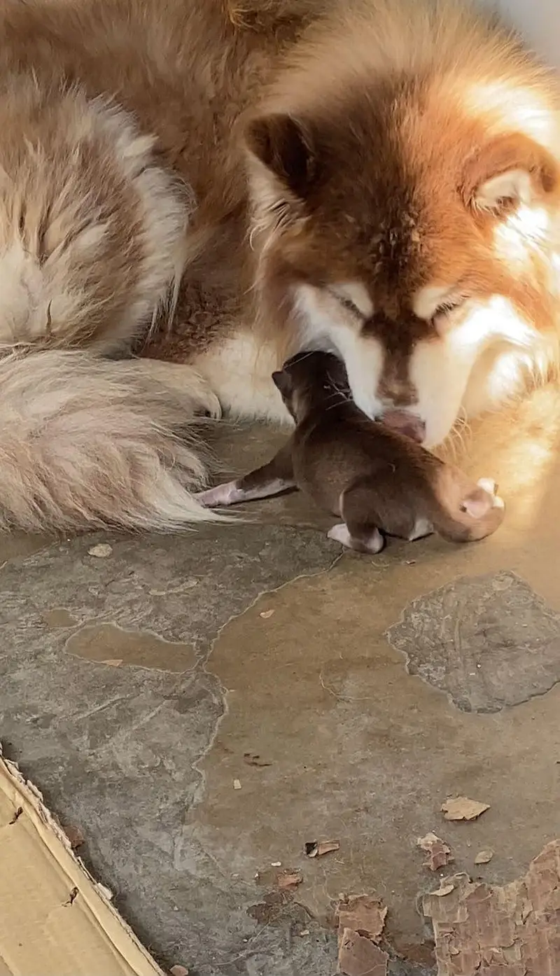 I am selling my husky dog heavy quality female — photo 2