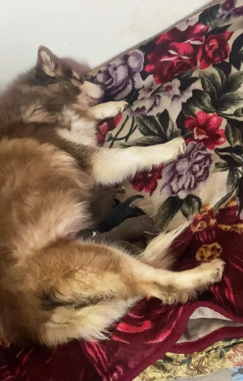 I am selling my husky dog heavy quality female — photo 3