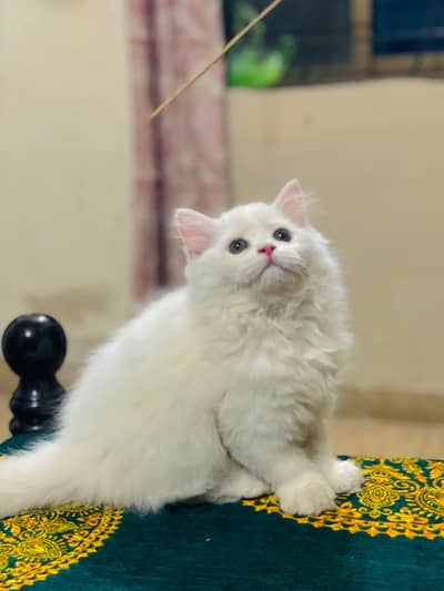 Beautiful Persian Kitten female – Vaccinated & Healthy