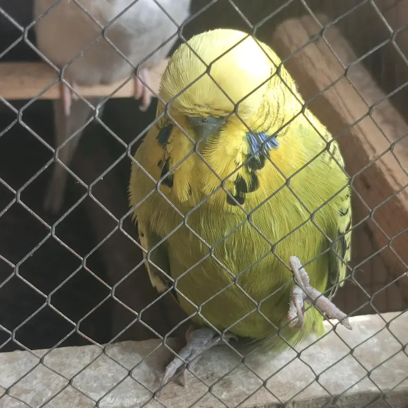 Some birds for Sales. . . Exibitions . . Budgies. . . . Cocktails — photo 2