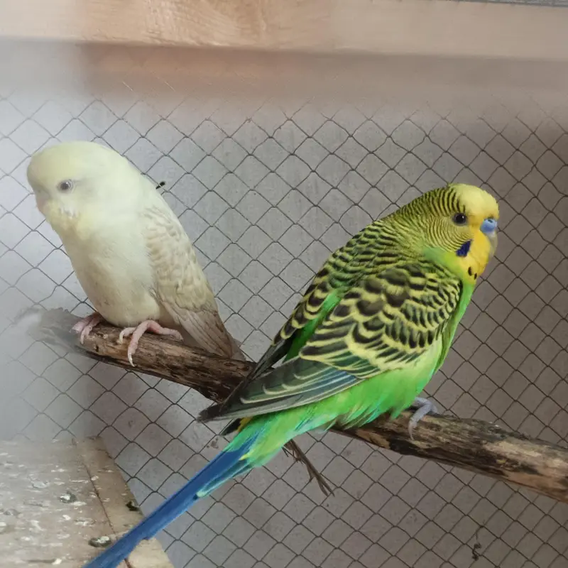 Some birds for Sales. . . Exibitions . . Budgies. . . . Cocktails — photo 5