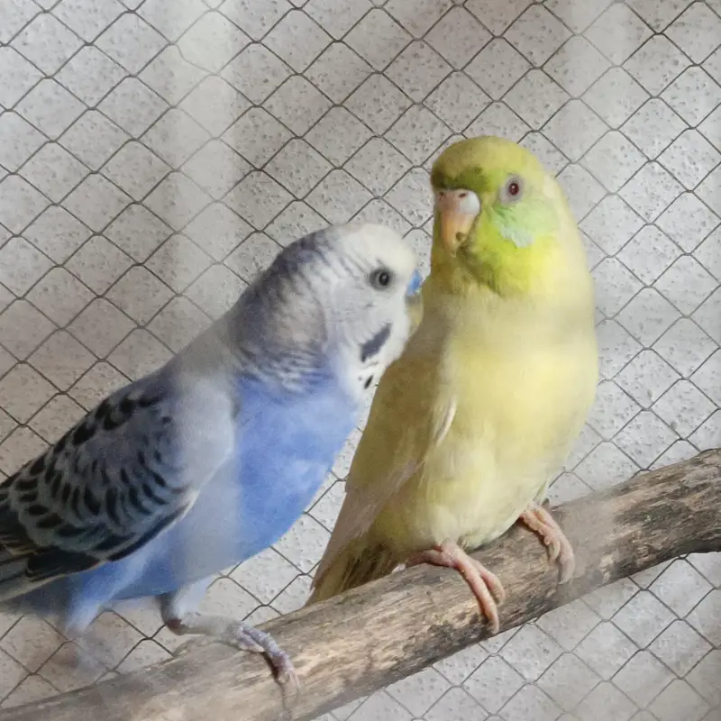 Some birds for Sales. . . Exibitions . . Budgies. . . . Cocktails — photo 6