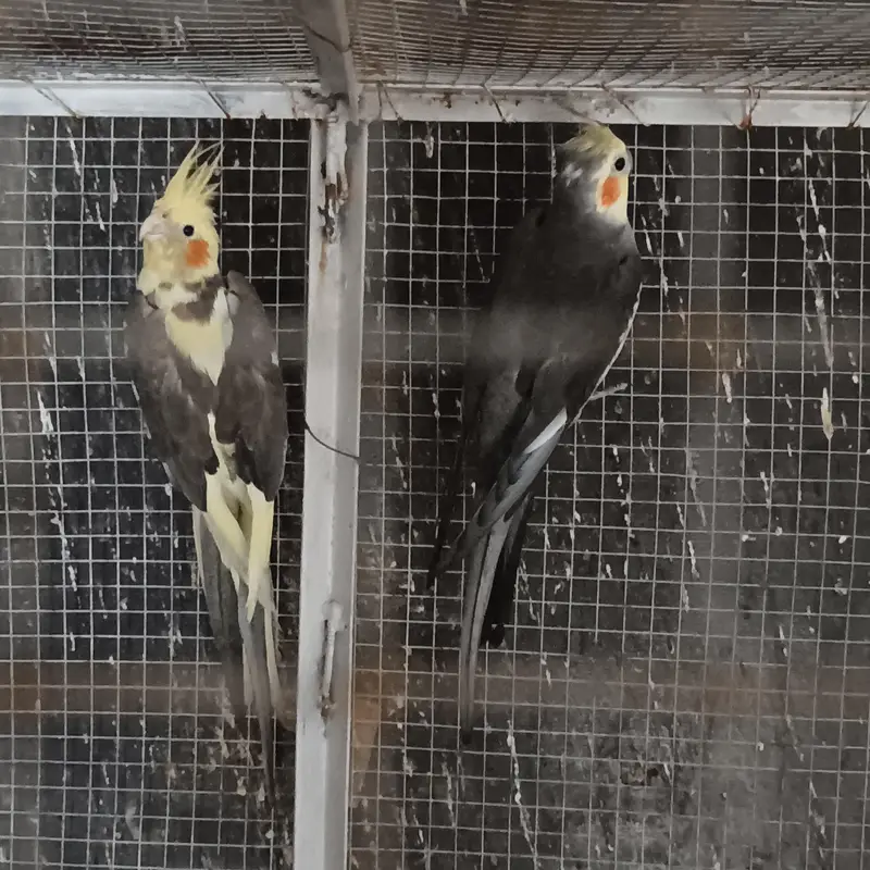 Some birds for Sales. . . Exibitions . . Budgies. . . . Cocktails — photo 7