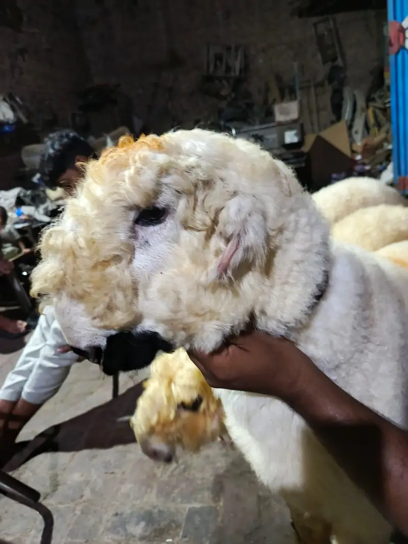 mundray chatry pure nasli — photo 2