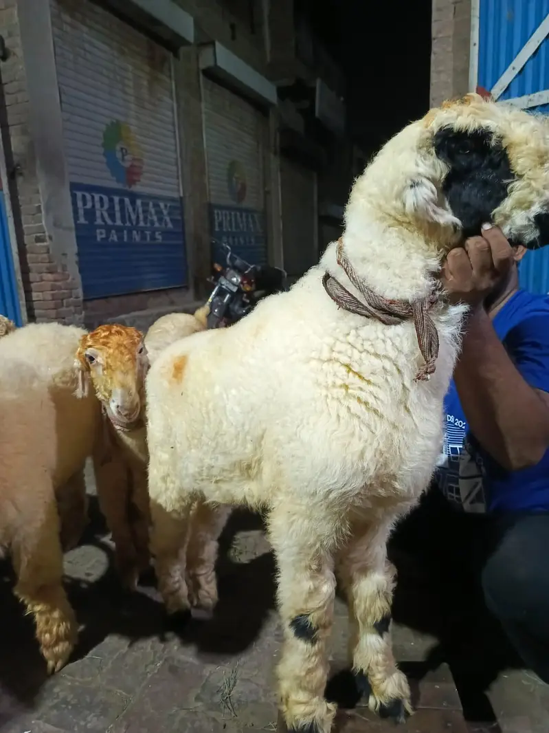 mundray chatry pure nasli — photo 5