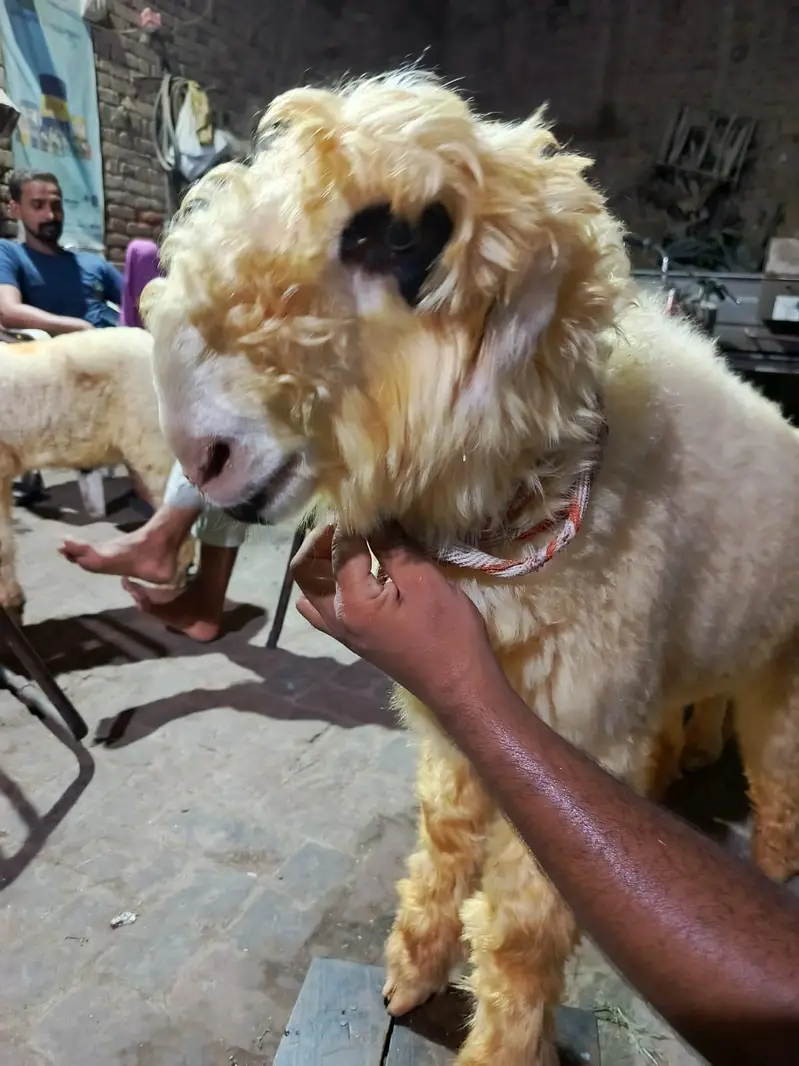 mundray chatry pure nasli — photo 6