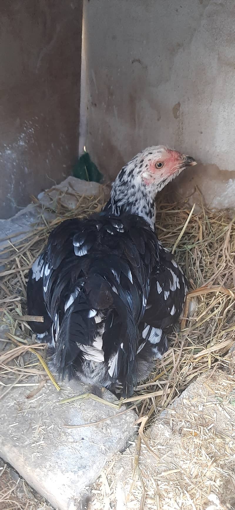 اصیل مرغ اور مرغیاں 0