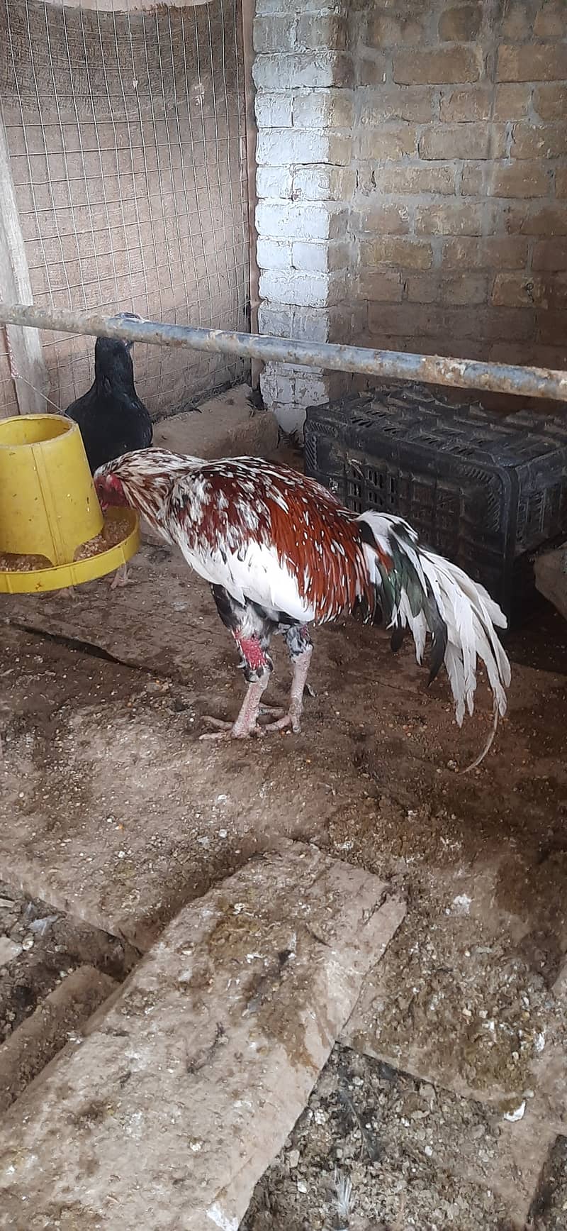 اصیل مرغ اور مرغیاں 1