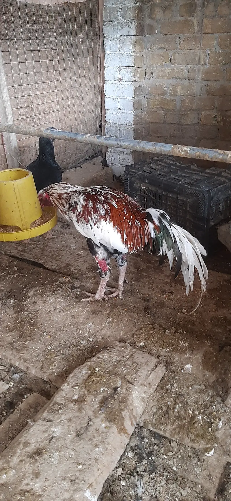 اصیل مرغ اور مرغیاں — photo 2