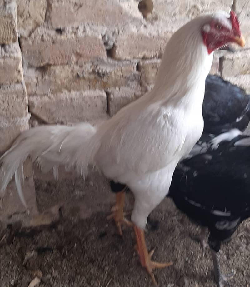 اصیل مرغ اور مرغیاں 2
