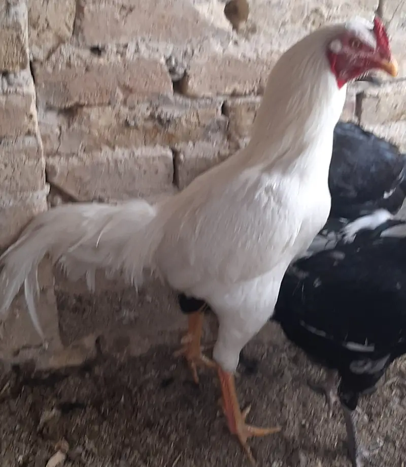 اصیل مرغ اور مرغیاں — photo 3
