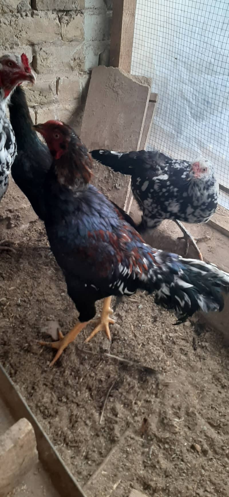 اصیل مرغ اور مرغیاں 3