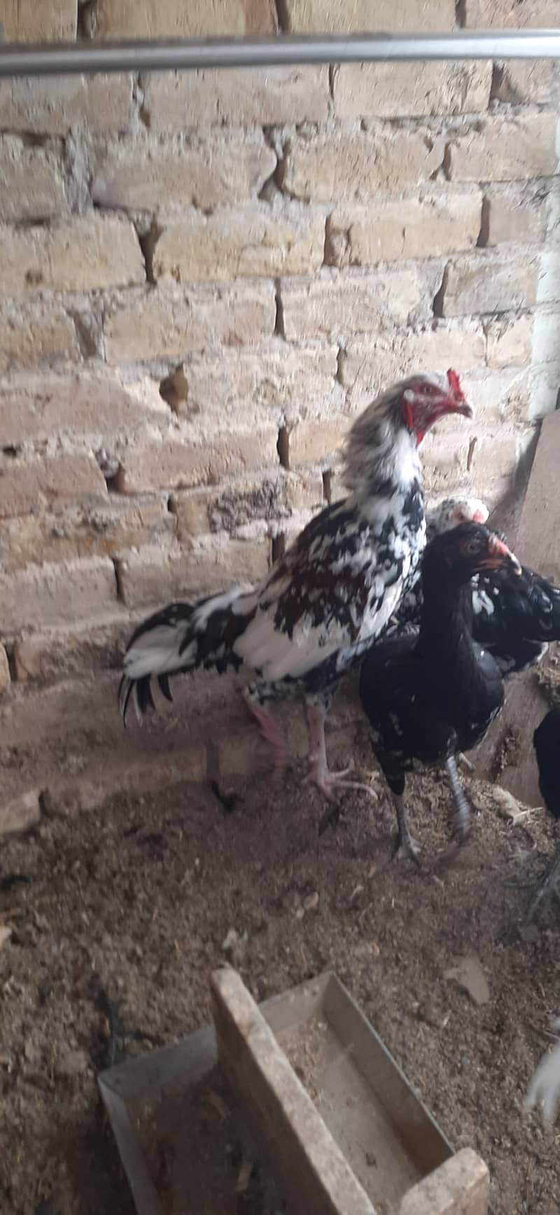 اصیل مرغ اور مرغیاں 4