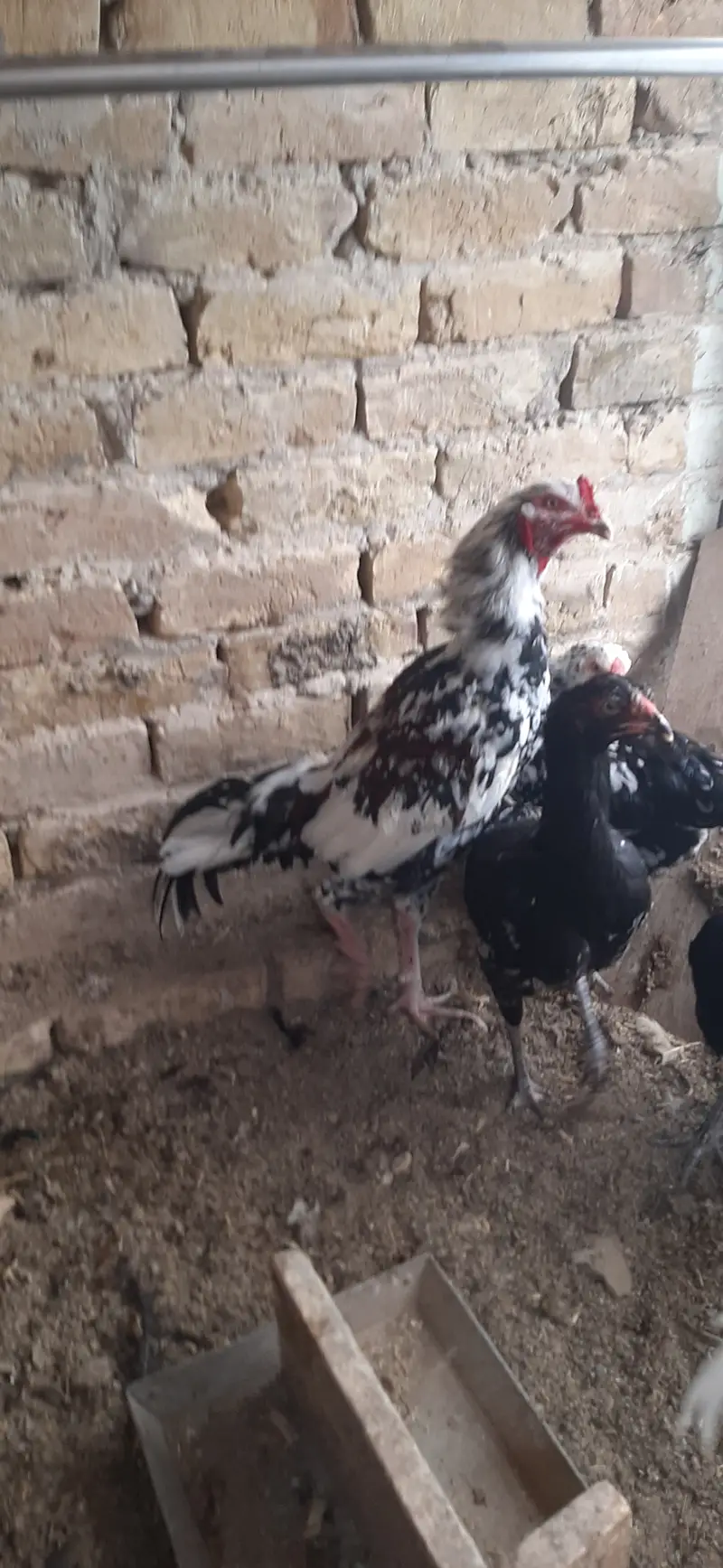 اصیل مرغ اور مرغیاں — photo 5