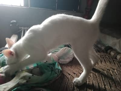 Semi persian