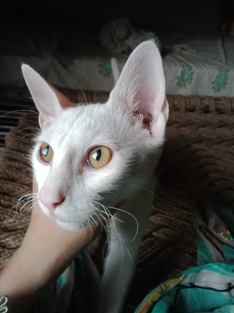 Semi persian — photo 2