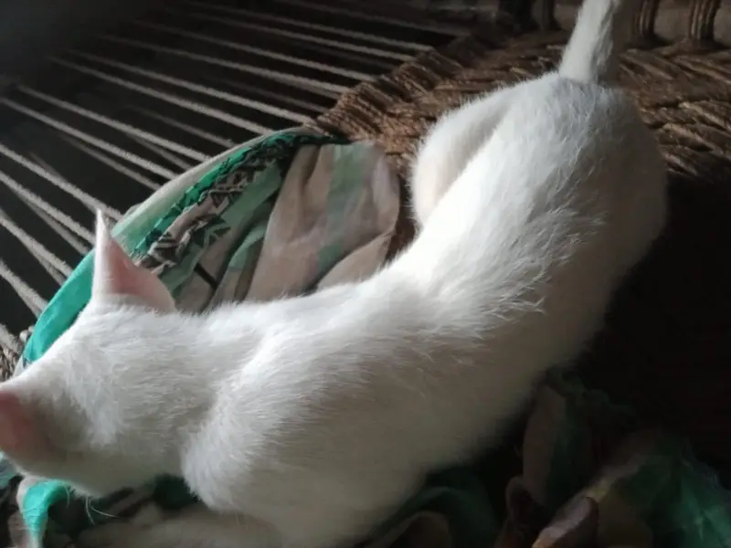 Semi persian — photo 3