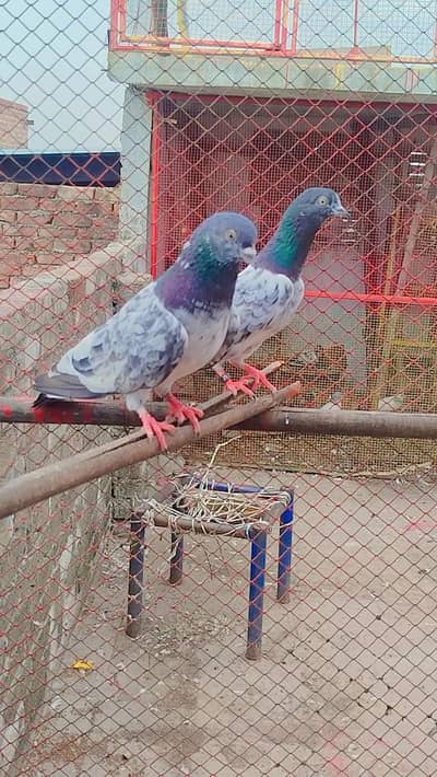 bareedar pair
