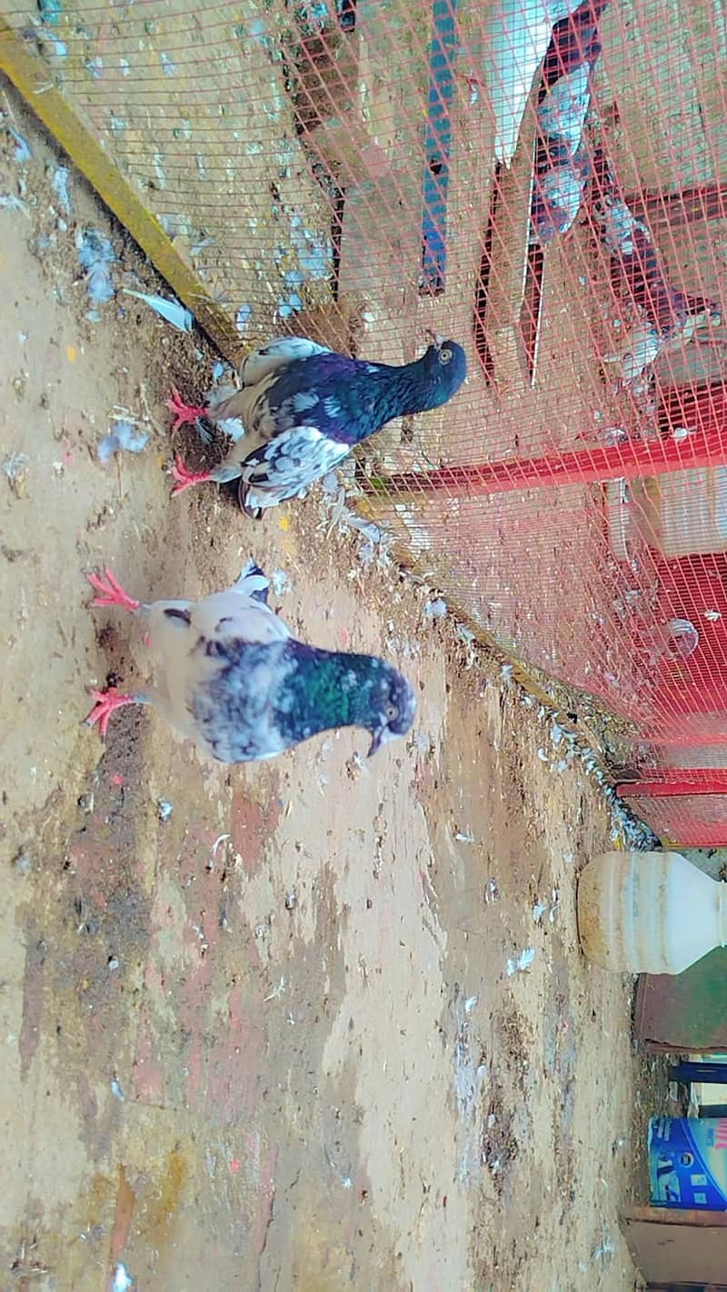 bareedar pair 1