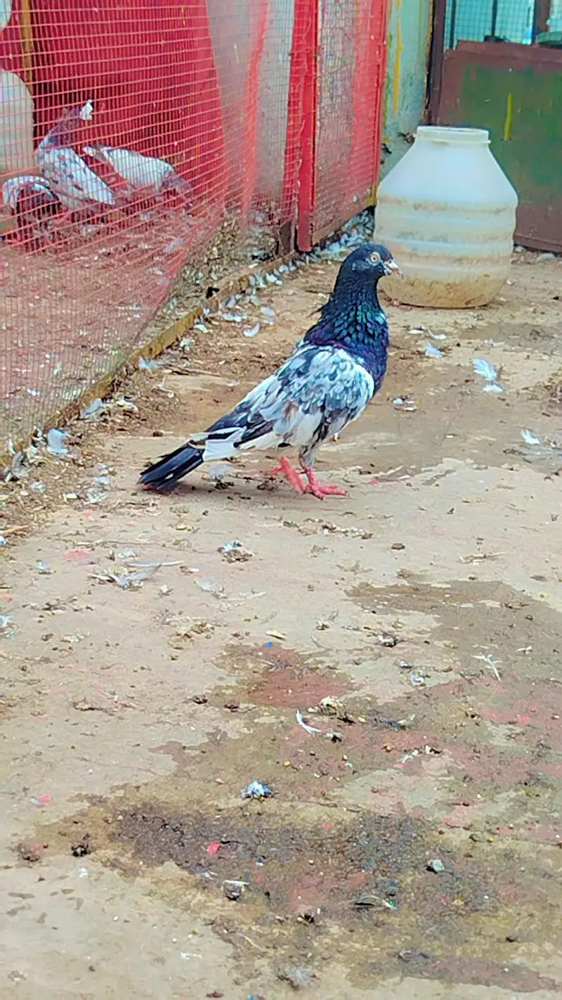 bareedar pair — photo 7