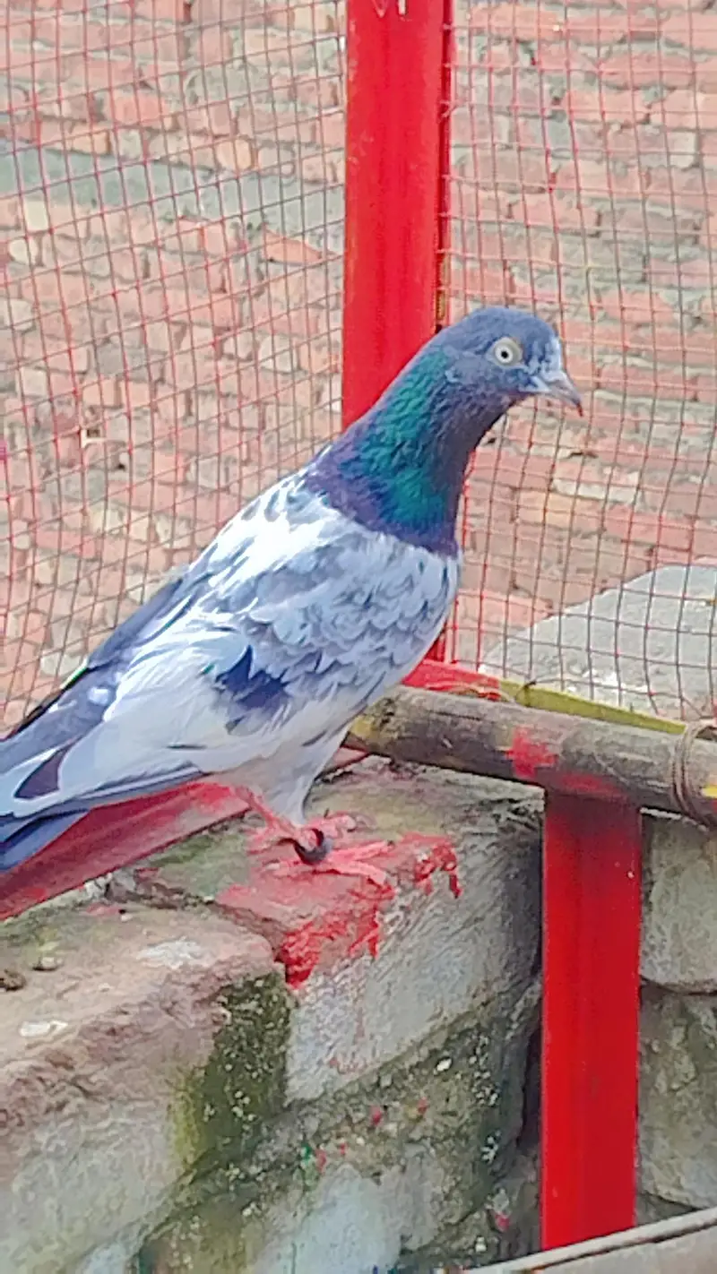 bareedar pair — photo 10
