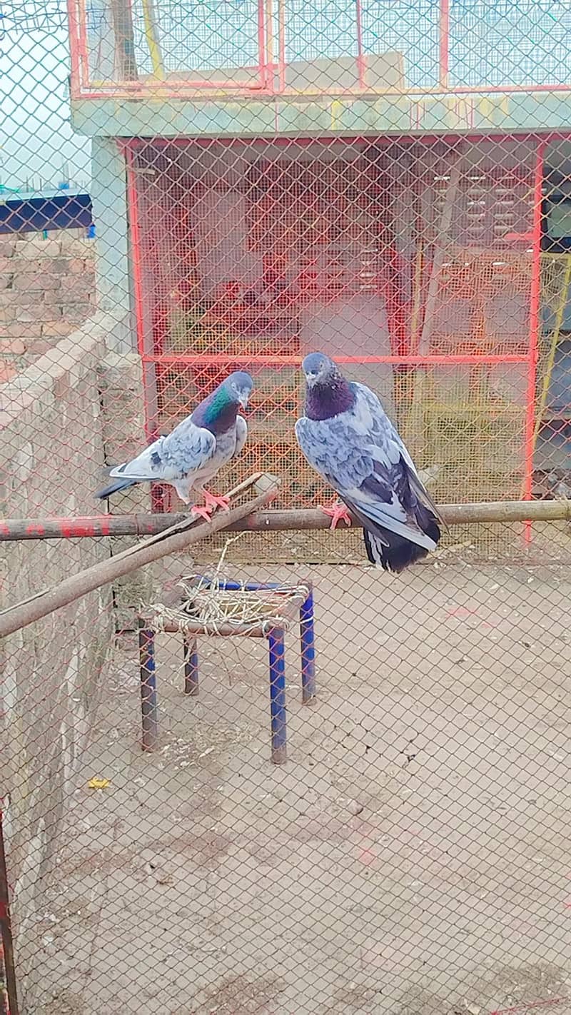 bareedar pair 10