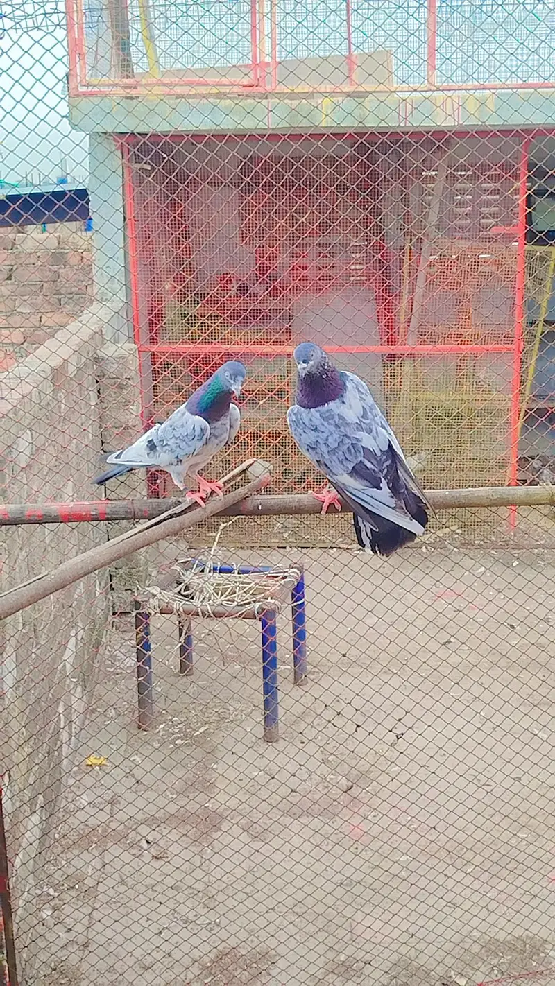 bareedar pair — photo 11