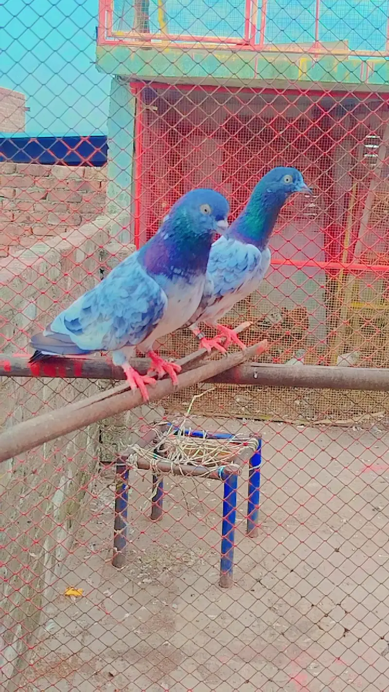bareedar pair — photo 12